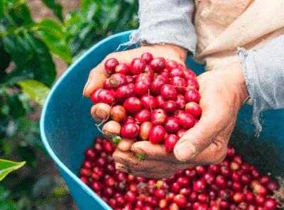 Fabula Coffee