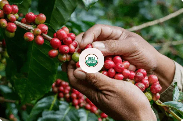 Fabula Coffee