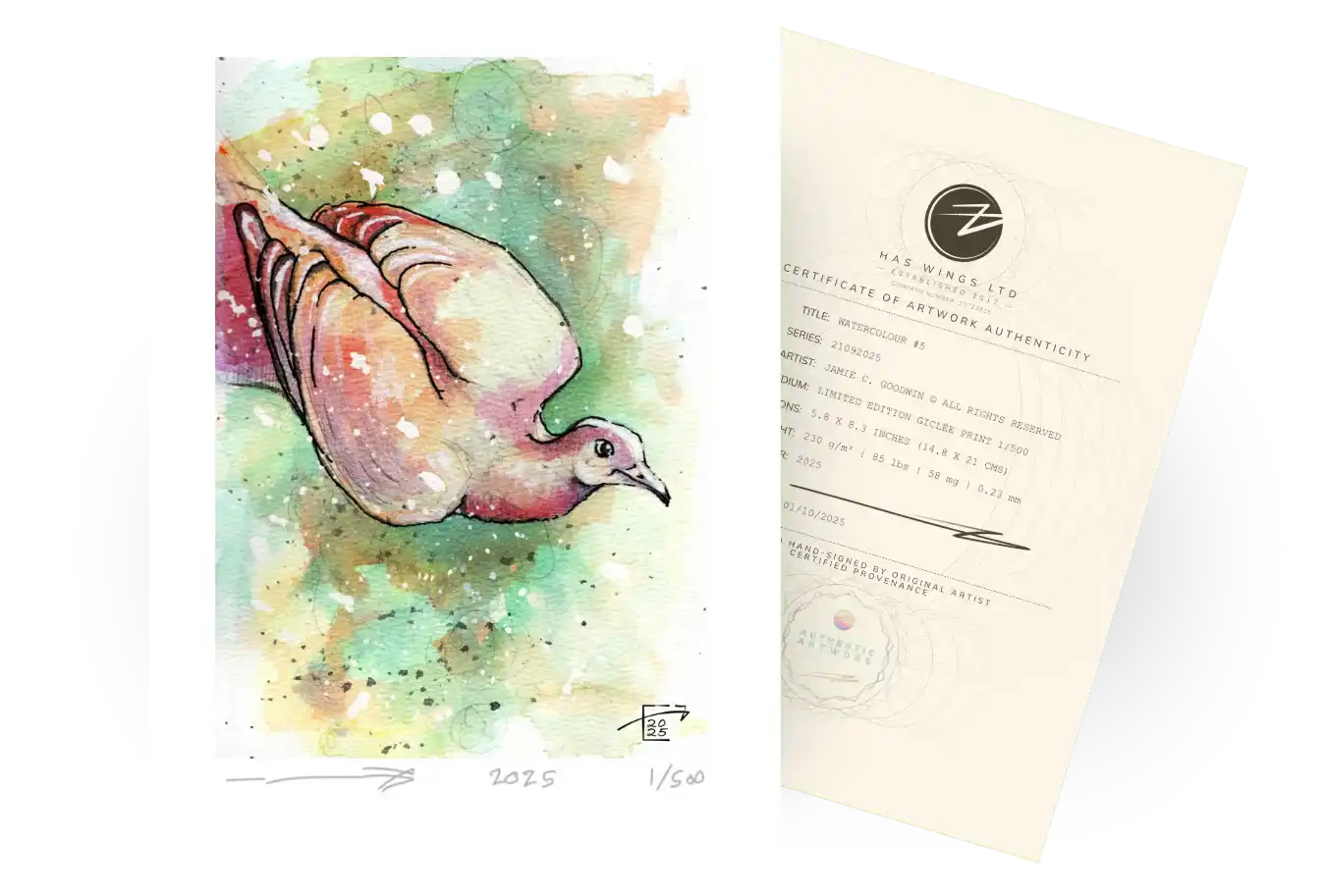 A tender painting of a pigeon with gentle warmth, and beautiful cross between the figurative and astract illustrative style. Watercolour 2 Series 21092025 showing free limited edition print from Jamie C Goodwin available at jamiehaswings.com