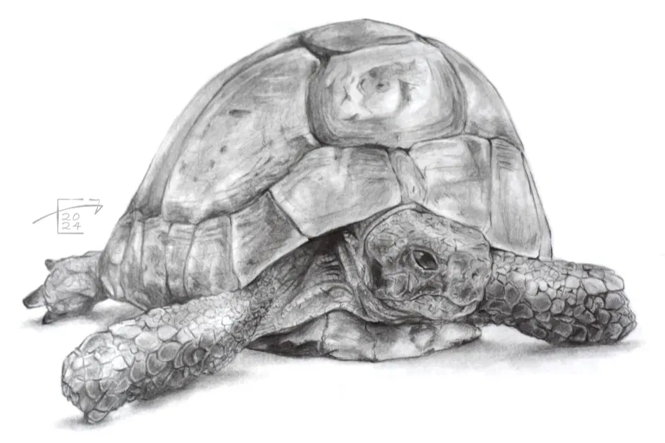 Pencil pet portrait drawn by watercolour artist Jamie C Goodwin for a client. The portrait shows speedy the tortoise, with his cheeky little smile.