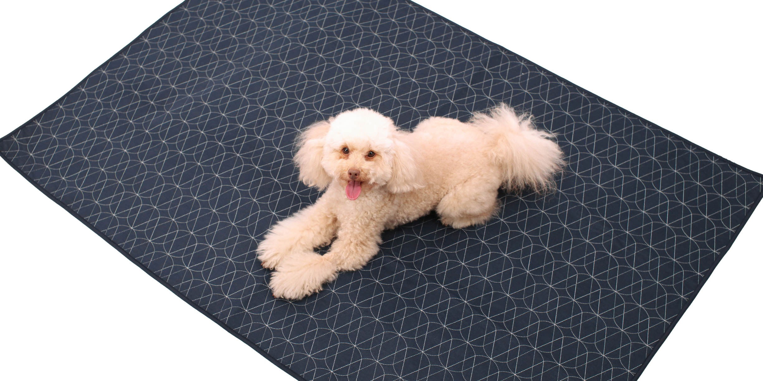 Image showing a dog sitting on a waterproof bed pad photographed in Brisbane by VERAS Studio