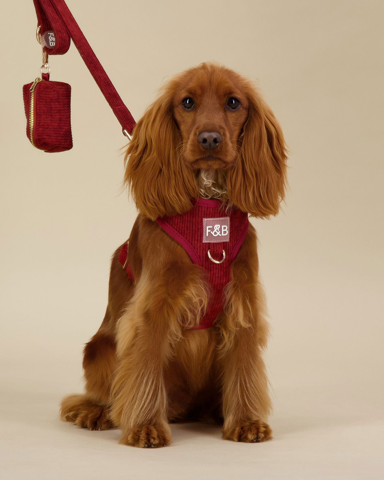 High-quality dog leash images for e-commerce in Brisbane