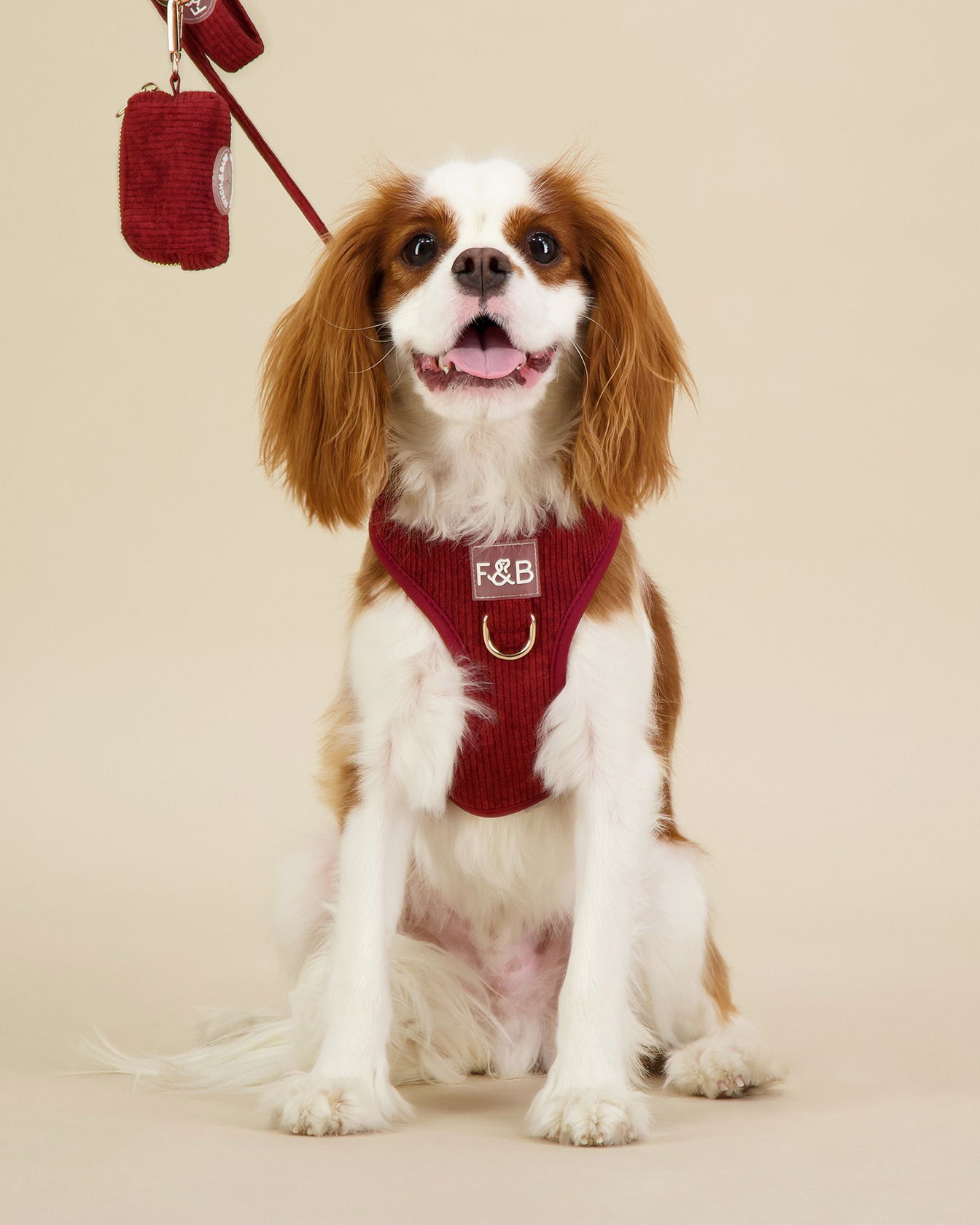 Brisbane dog clothes photography for online shops