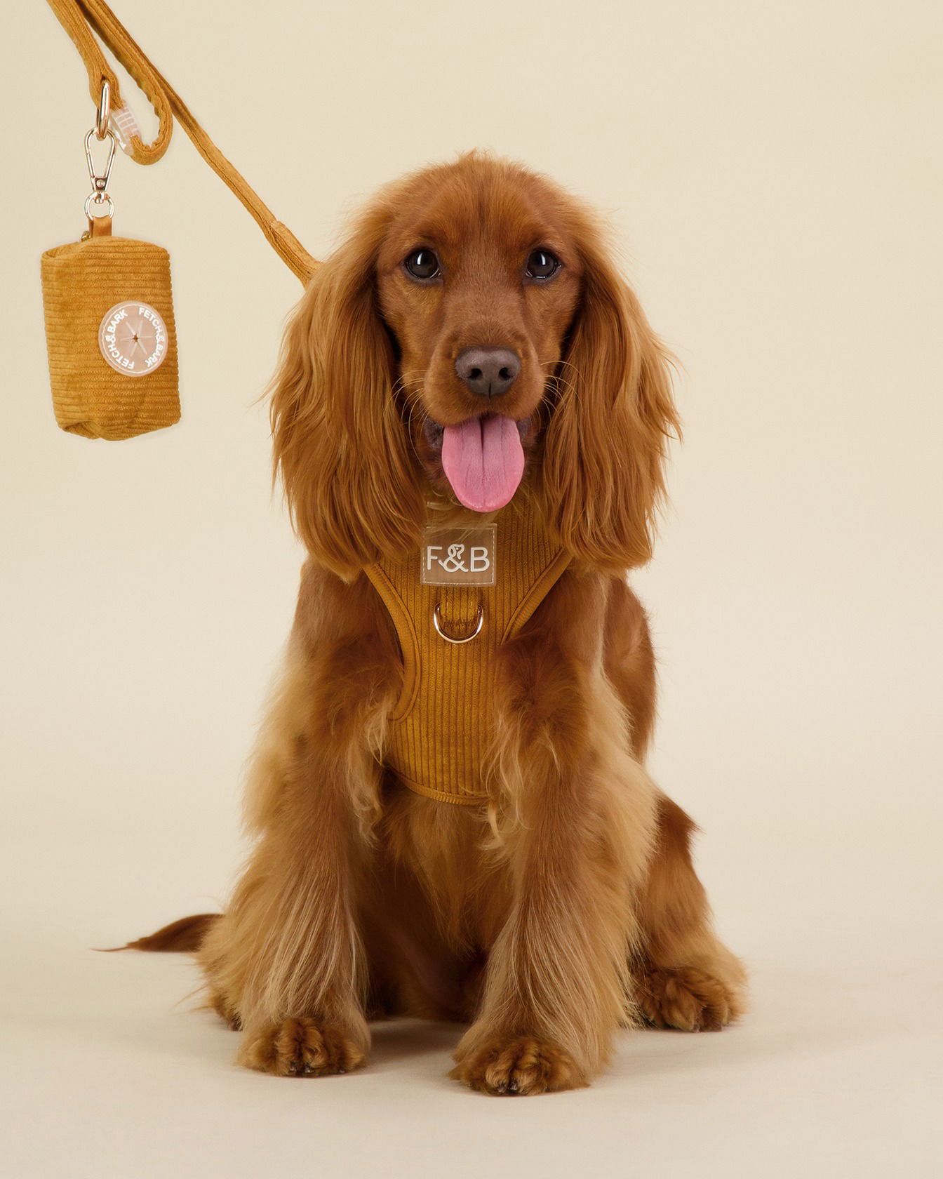 Professional dog collar product photography in Brisbane